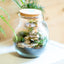 Terrarium brocca