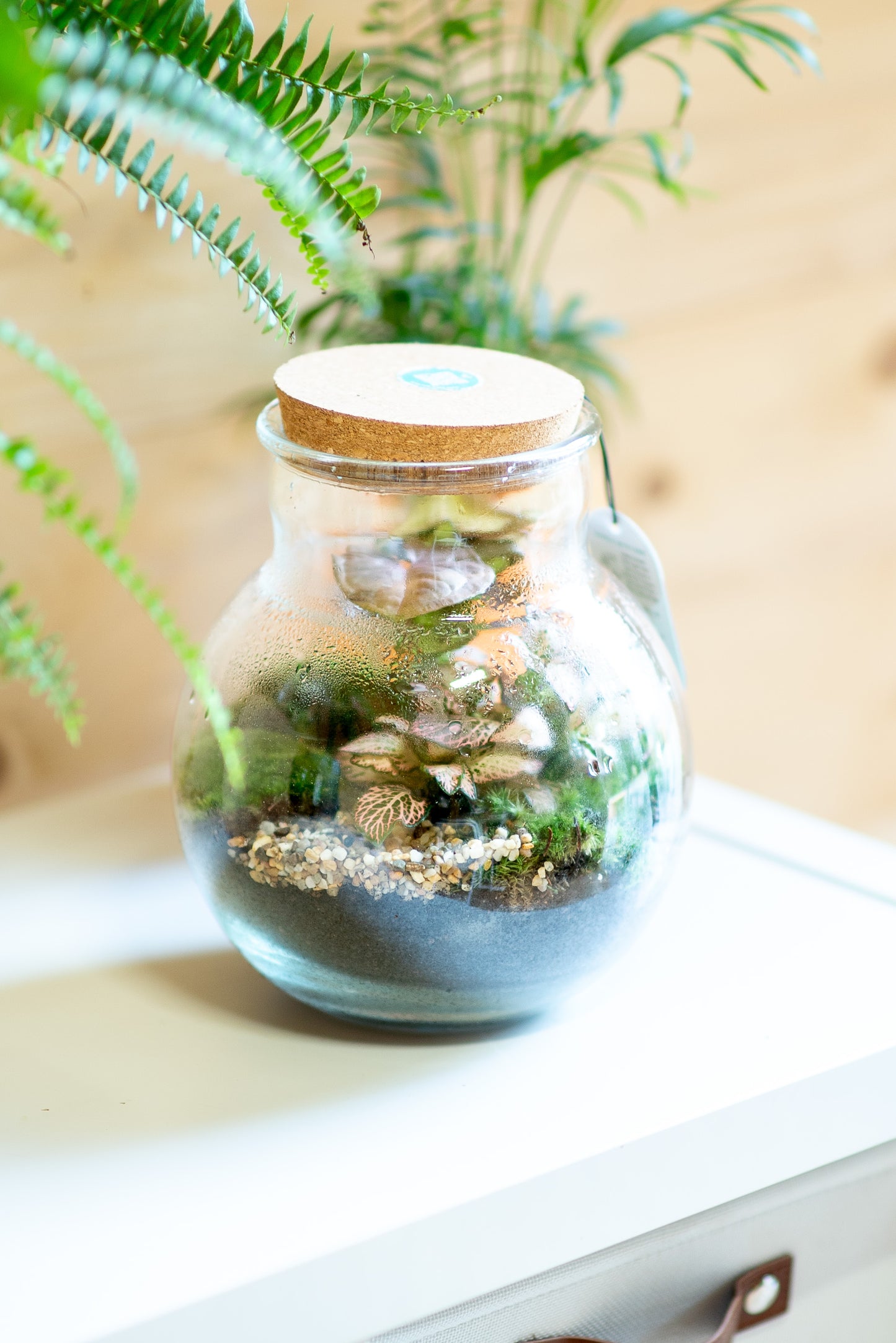 Terrarium brocca