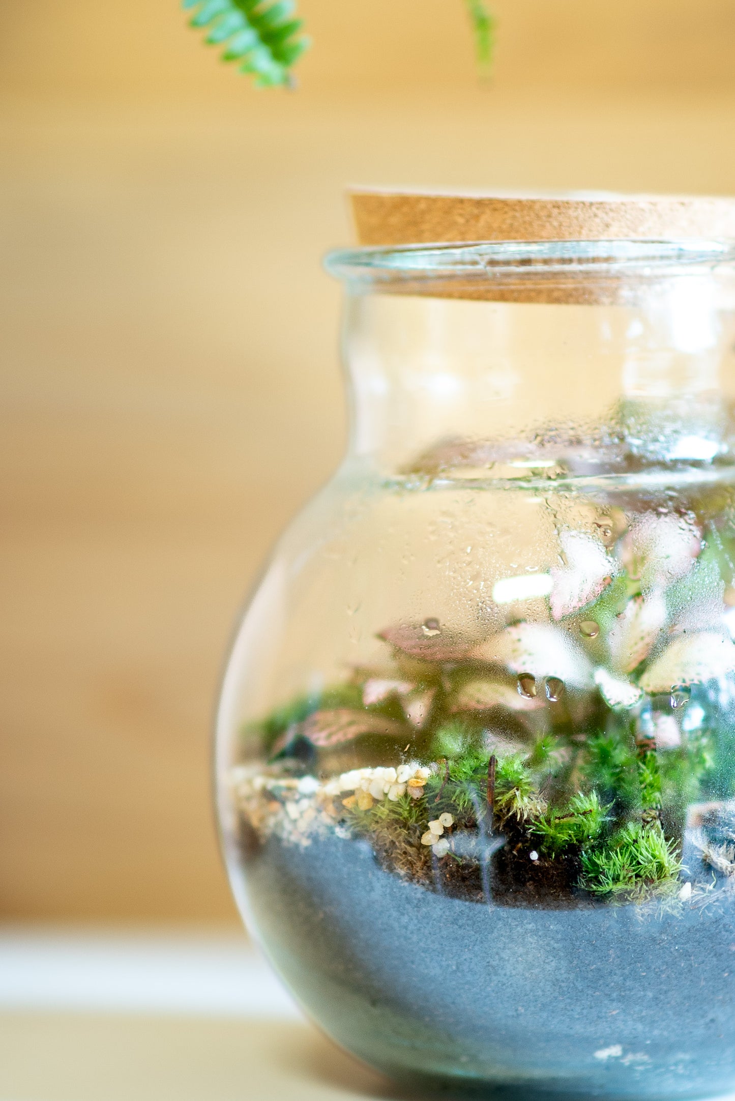 Terrarium brocca