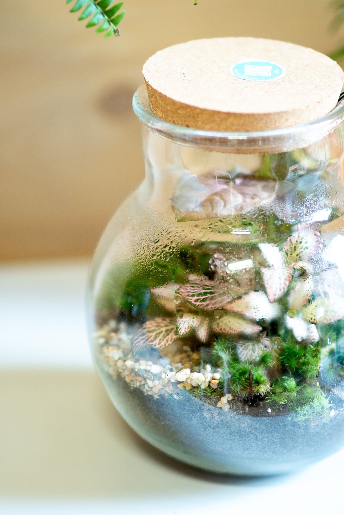 Terrarium brocca