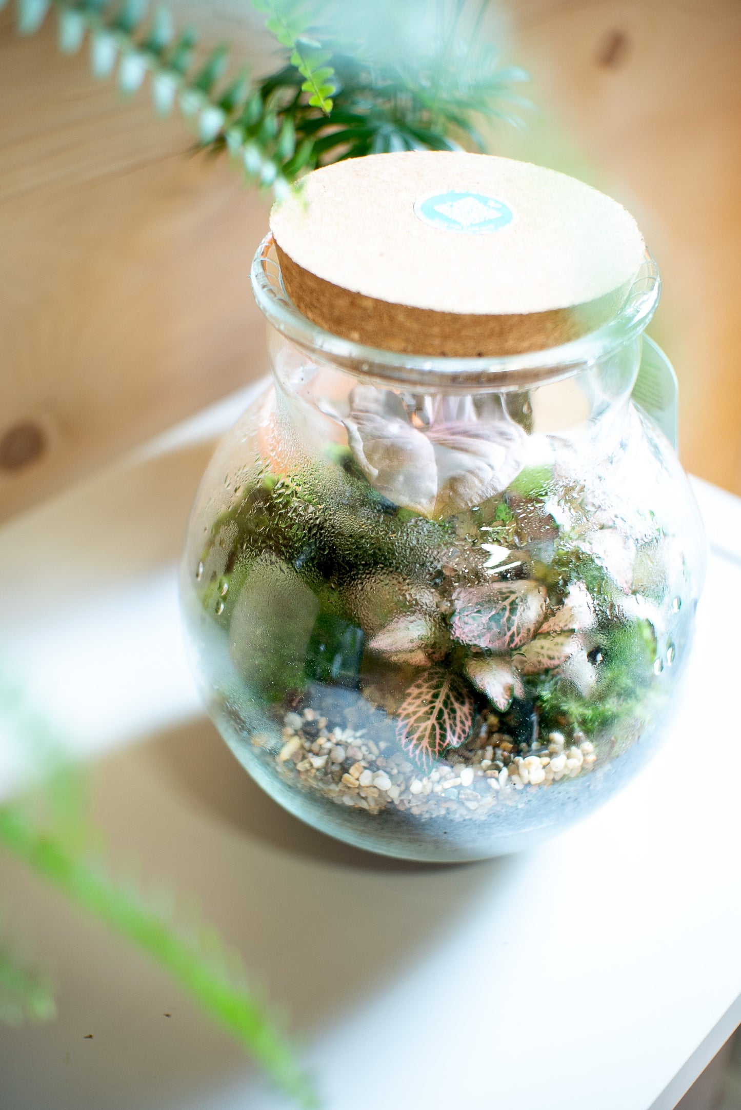 Terrarium brocca