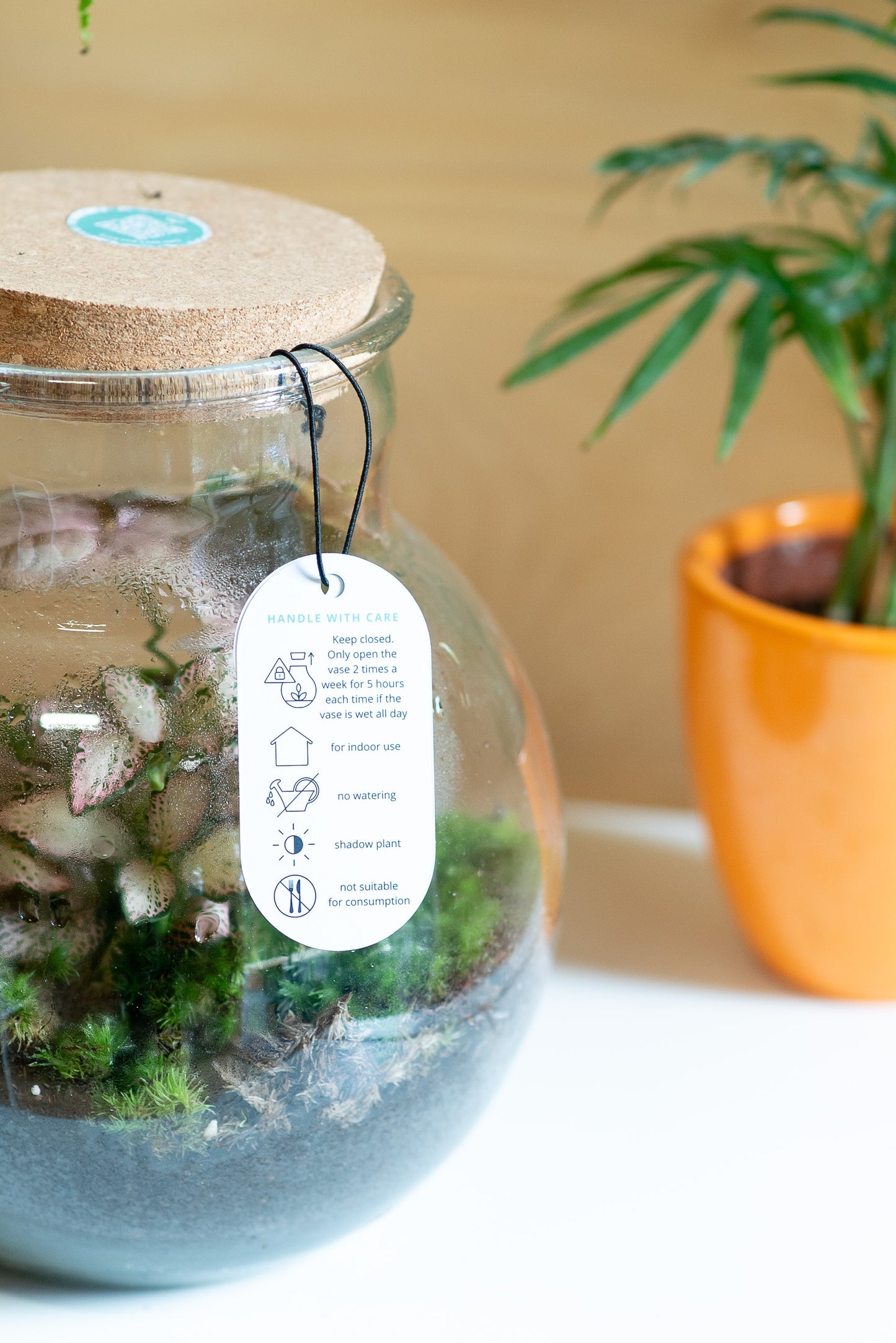 Terrarium brocca