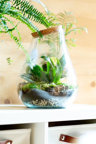 Terrarium asimmetrico