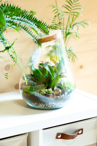 Terrarium asimmetrico