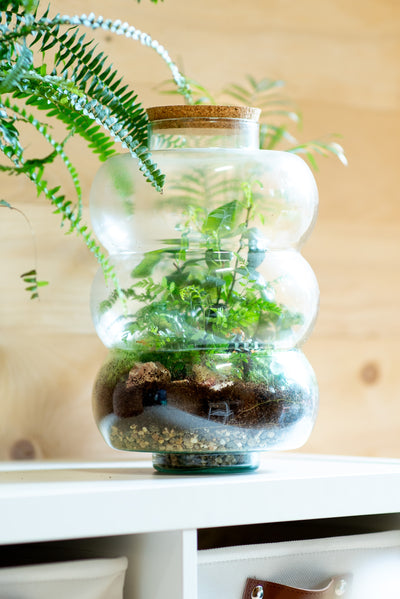 Terrarium a spirale segmentata