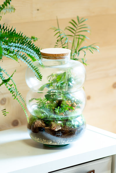 Terrarium a spirale segmentata