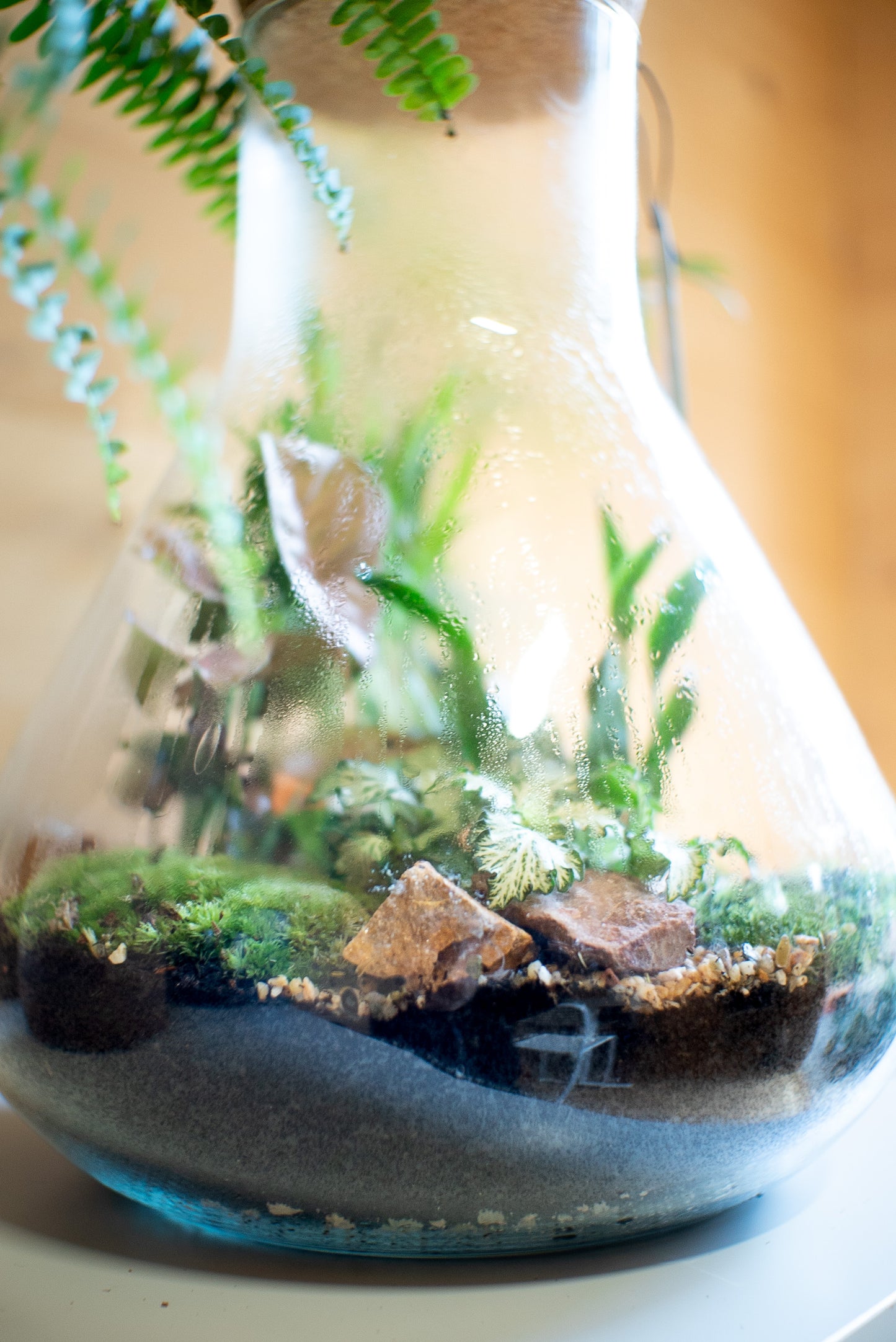 Terrarium beuta