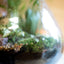 Terrarium beuta