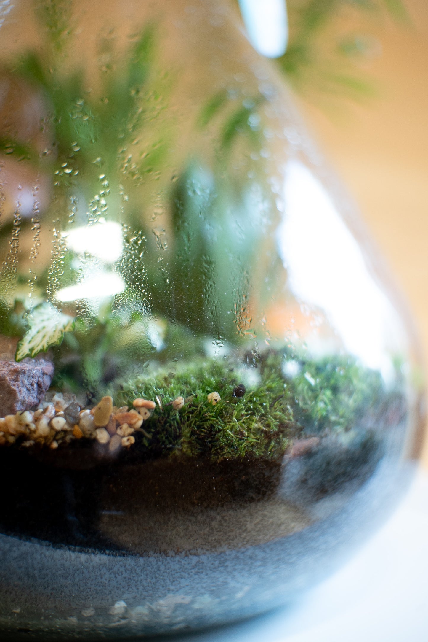 Terrarium beuta