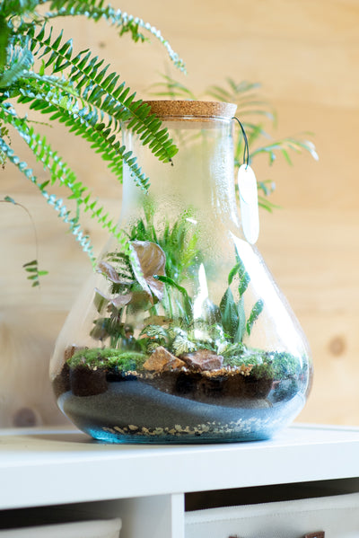 Terrarium beuta