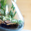 Terrarium beuta