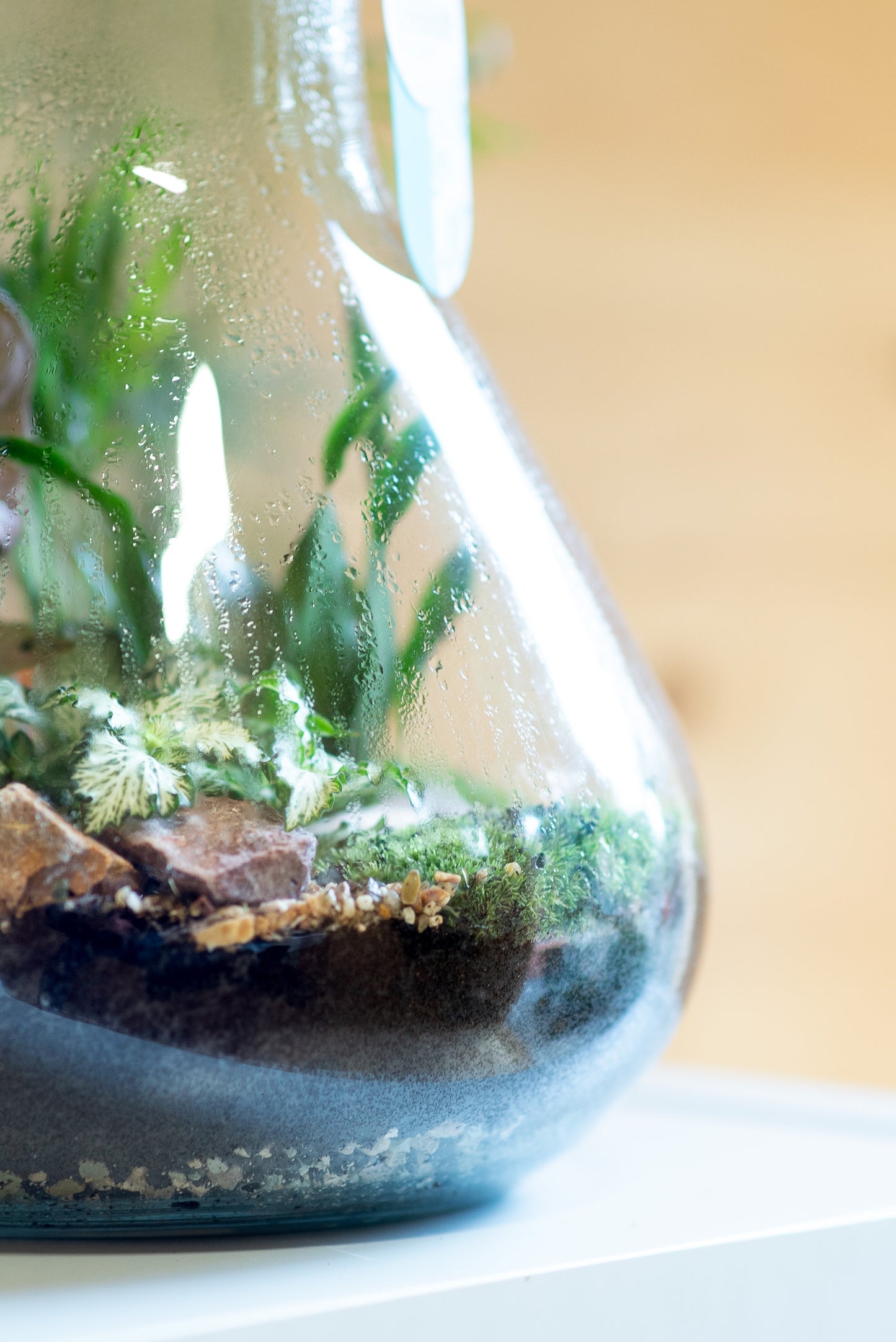 Terrarium beuta