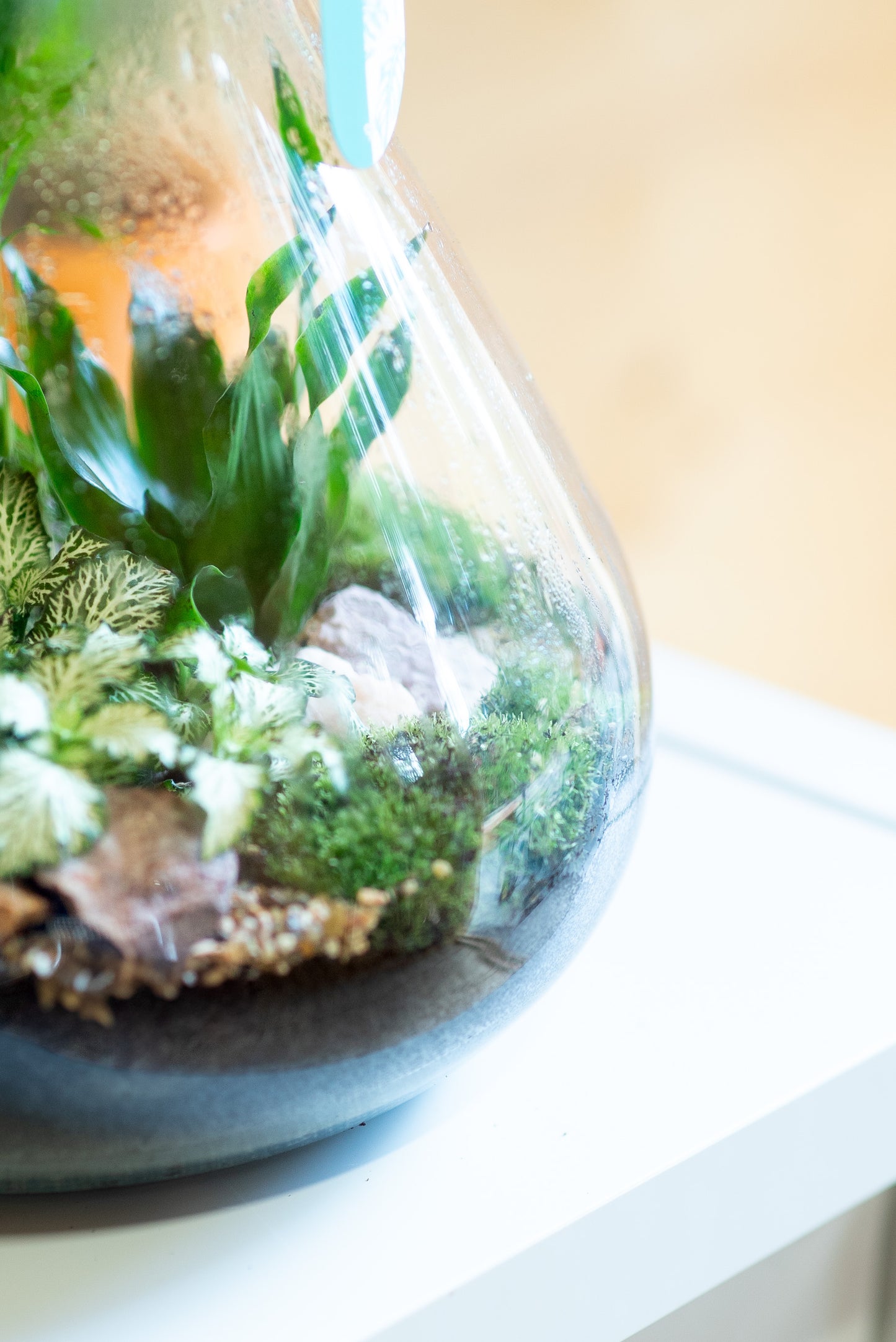 Terrarium beuta