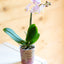 Mini Orchidee