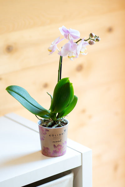 Mini Orchidee