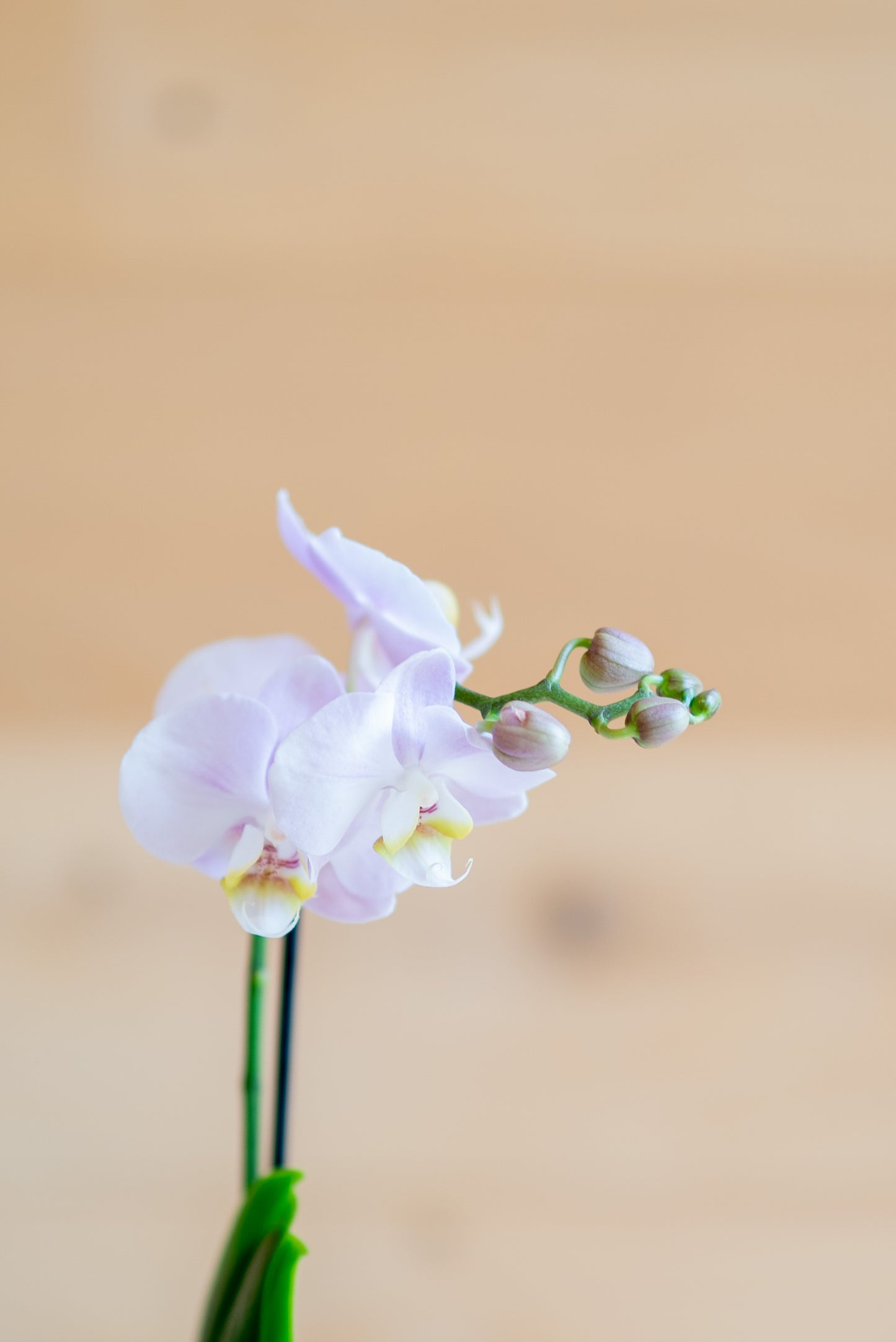 Mini Orchidee