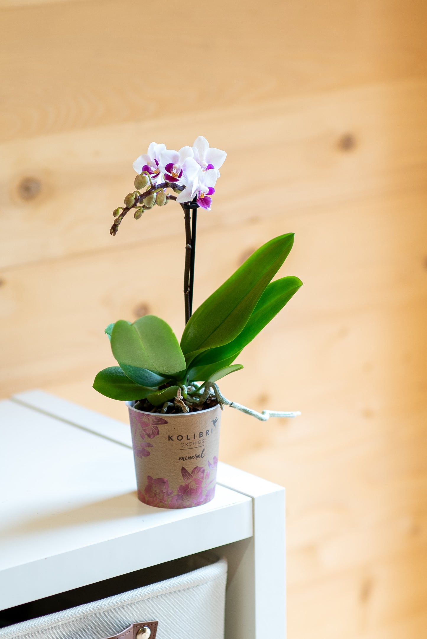 Mini Orchidee