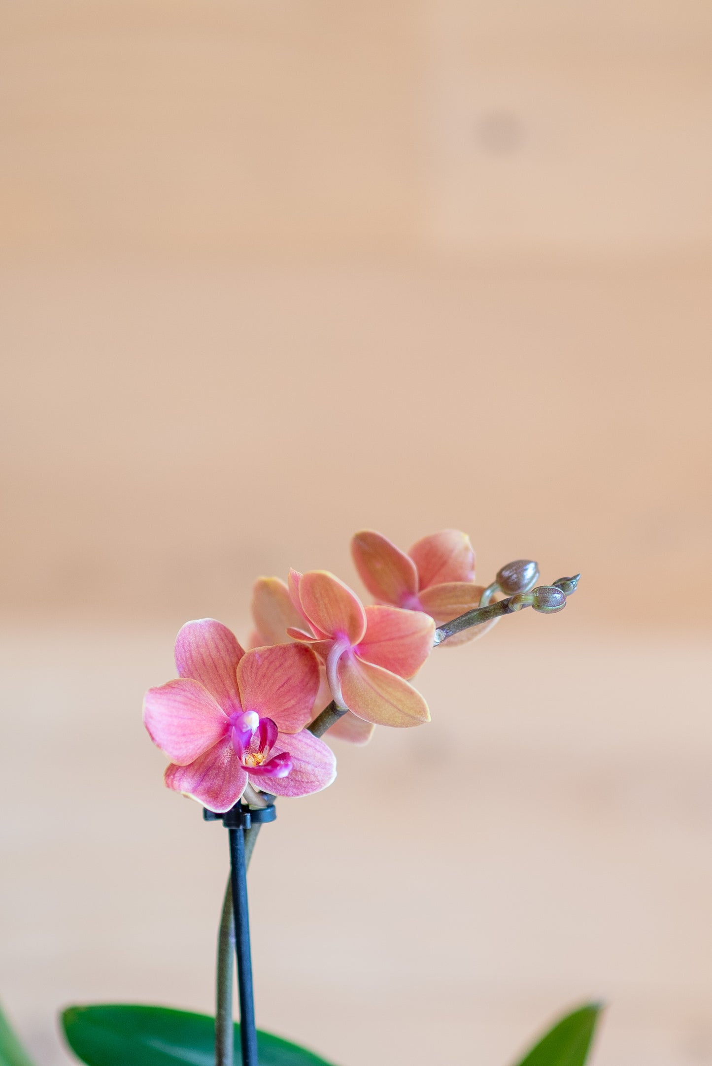 Mini Orchidee