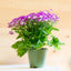 Cineraria