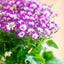 Cineraria