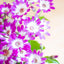 Cineraria