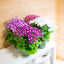 Cineraria