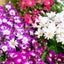 Cineraria