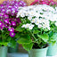 Cineraria