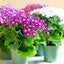 Cineraria