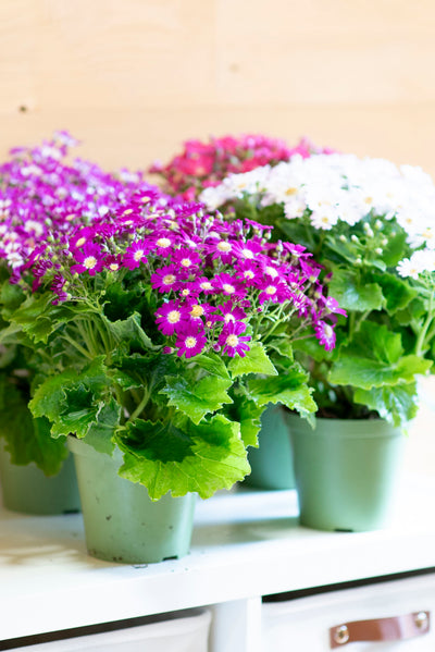 Cineraria