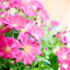 Cineraria