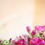 Cineraria