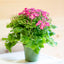 Cineraria