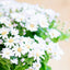 Cineraria