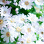 Cineraria