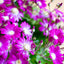 Cineraria