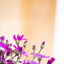 Cineraria