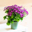 Cineraria