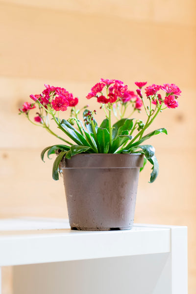 Lewisia Vaso ø 14 cm