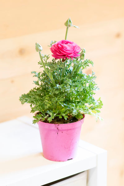 Ranuncolo Vaso ø 14 cm