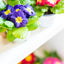Primula