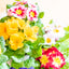 Primula