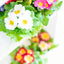 Primula