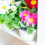 Primula