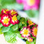 Primula