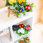 Primula