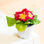 Primula
