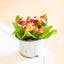 Primula