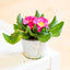 Primula