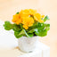 Primula